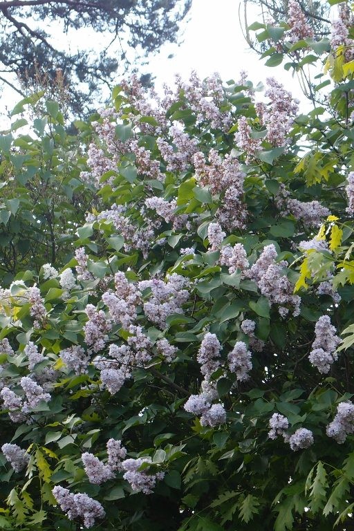 Ogród, Święto kwitnącego rododendrona -  posadziłam  wiele przy płotach