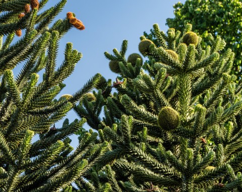 Klejnot wśród iglaków. Araukaria - uprawa i zastosowanie