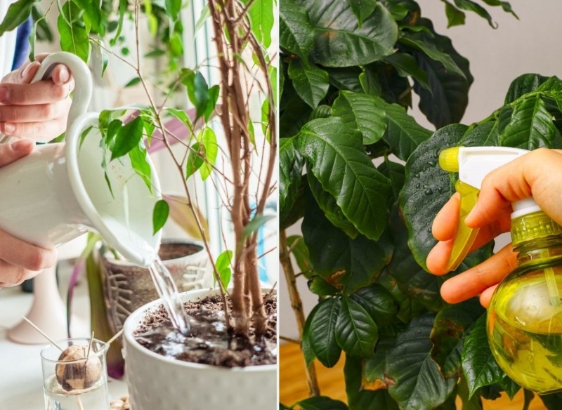 jak dbać o kwiaty doniczkowe podczas upałów