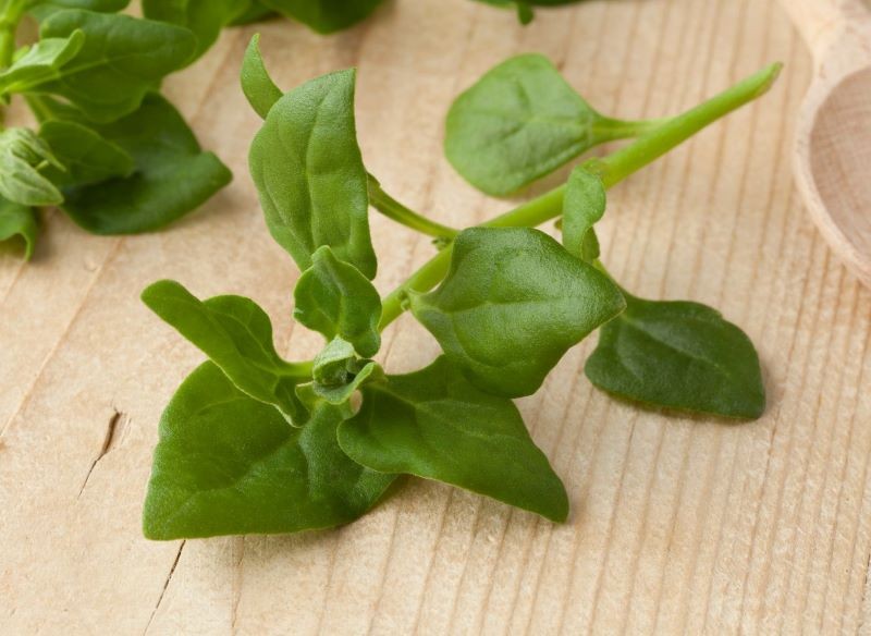 Trętwian czterorożny jest źródłem cennych witamin.