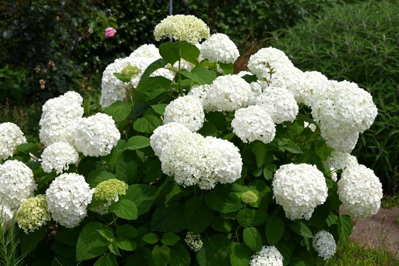 Hortensja krzewiasta 'Annabelle'