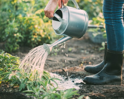 Jak zmniejszyć zużycie wody w ogrodzie? Susza w Polsce 2020