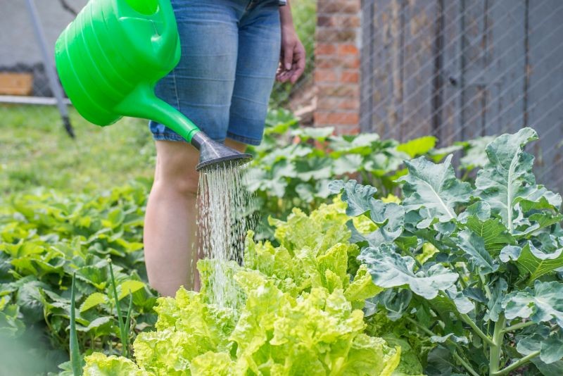 Gnojówką z czosnku możemy podlewać lub opryskiwać rośliny, które potrzebują ochrony.