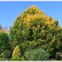 Rośliny, Arboretum