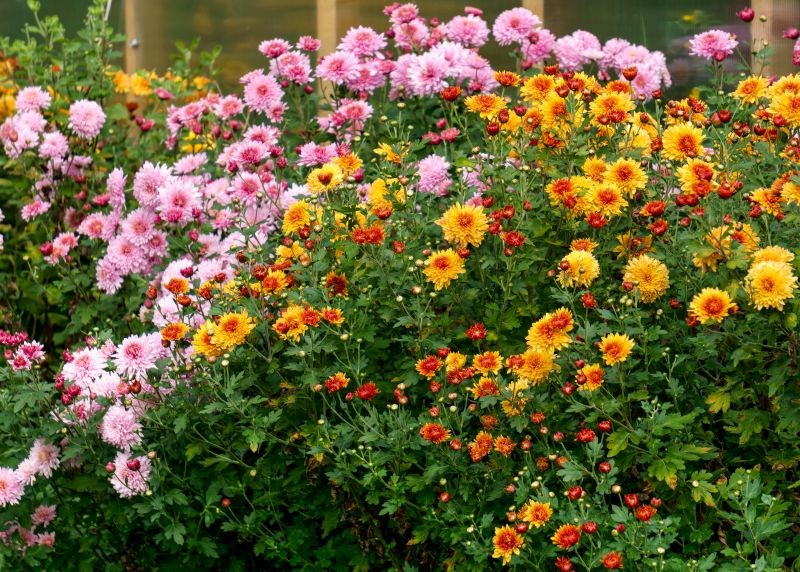 Jak często podlewać chryzantemy w ogrodzie?