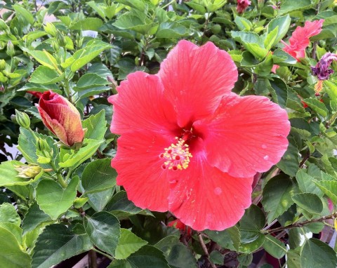 Hibiskus bagienny: 4 sposoby na długie i obfite kwitnienie. Podlewanie i nawożenie ketmii bagiennej