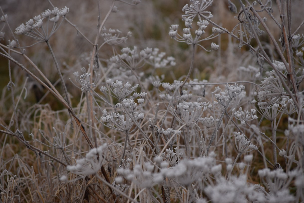 Leśne klimaty, WINTER ART ...