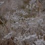 Leśne klimaty, WINTER ART ...