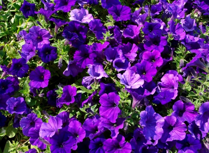 jak odmłodzić supertunie