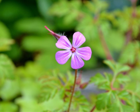 Bodziszek cuchnący (Geranium robertianum)