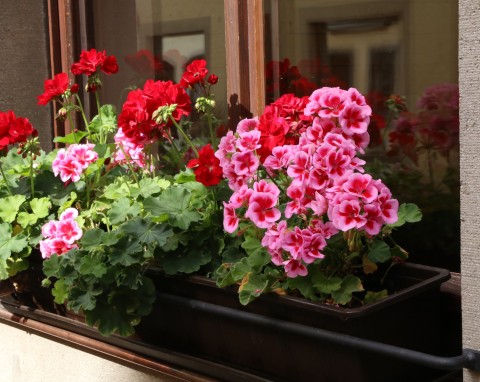 Pelargonie po lecie. Jesienna pielęgnacja i rozmnażanie pelargonii