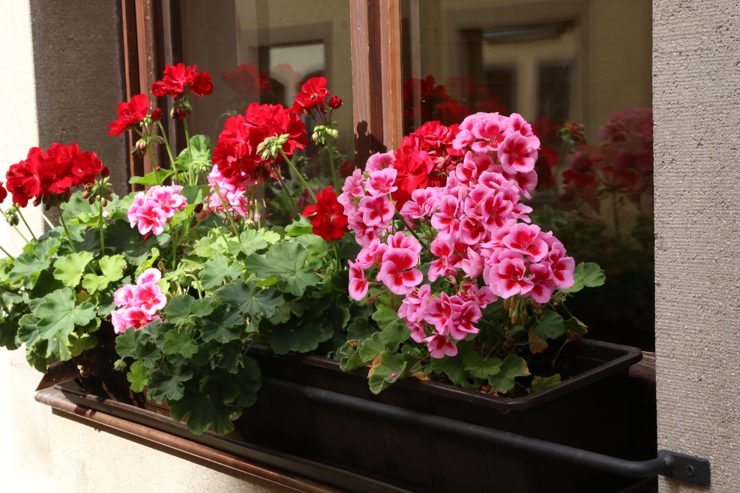  Zrób pelargoniom SPA po lecie. Bujne kwitnienie na wiosnę masz jak w banku