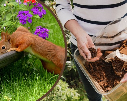 Uważaj na wiewiórki w ogrodzie, uwielbiają cebulki. Co zrobić, żeby nie kopały?