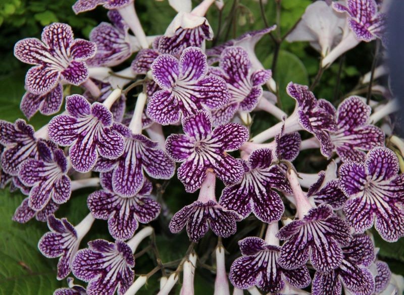 Skrętnik w trakcie kwitnienia wymaga nawożenia.