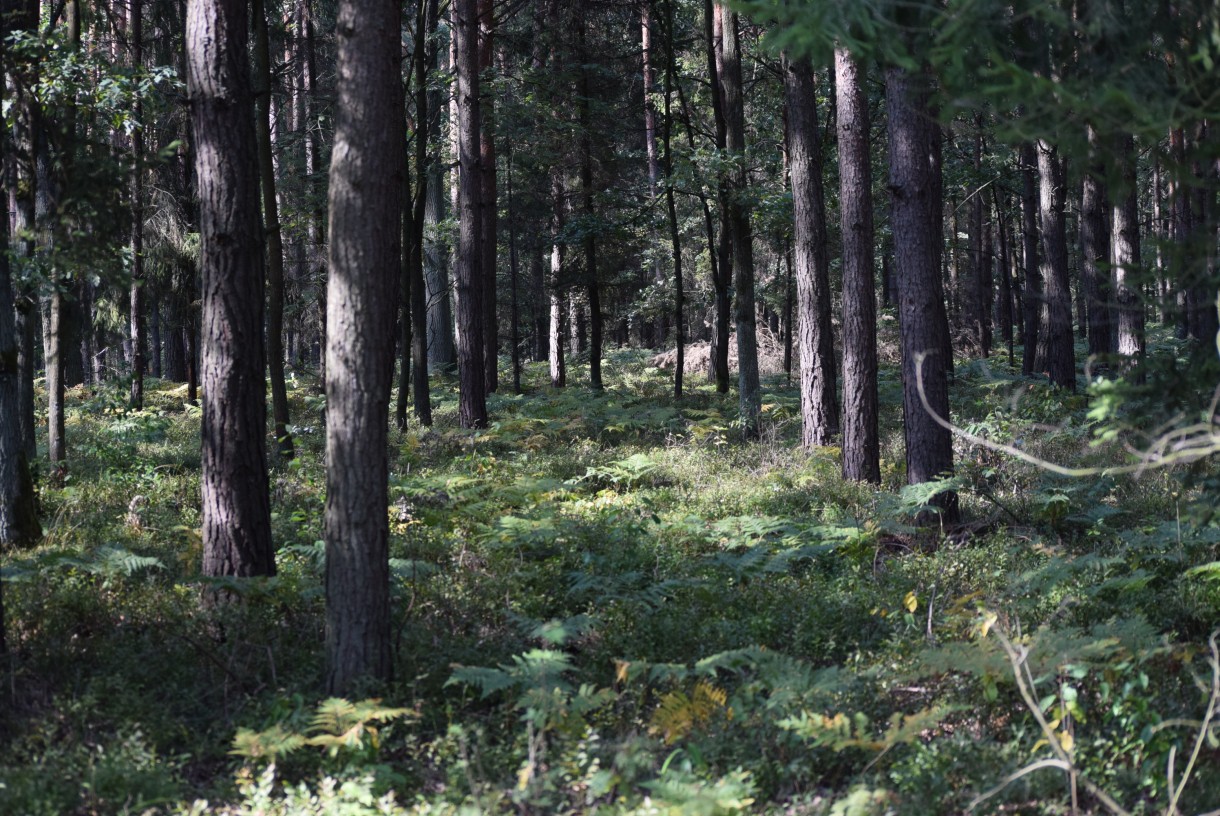 Leśne klimaty, ŚNIADANIE NA LEŚNEJ POLANIE