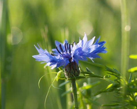 Chaber bławatek (Centaurea cyanus)