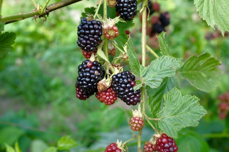 Cięcie wierzchołkowe pobudzi jeżynę do rozkrzewiania się i obfitszego owocowania.