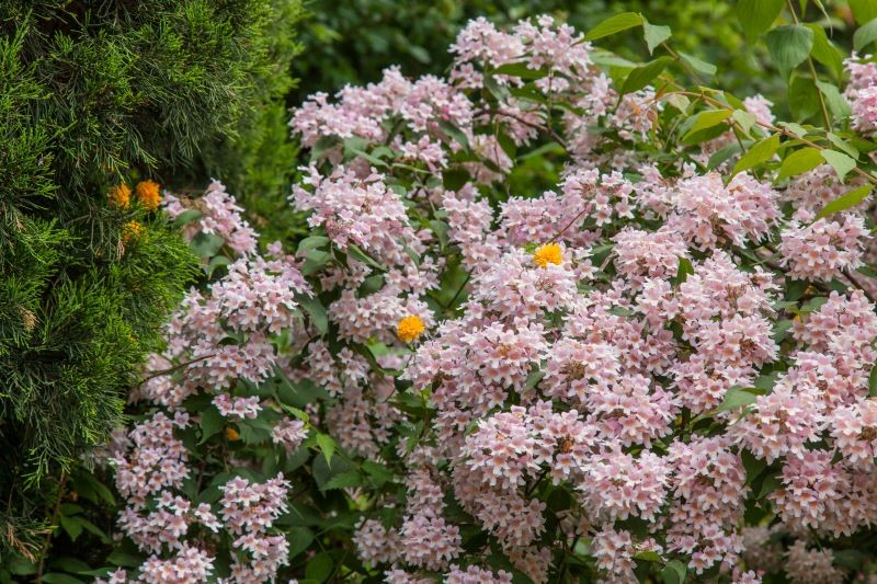 Kolkwicja chińska kwitnie bardzo obficie nawet bez nawożenia.