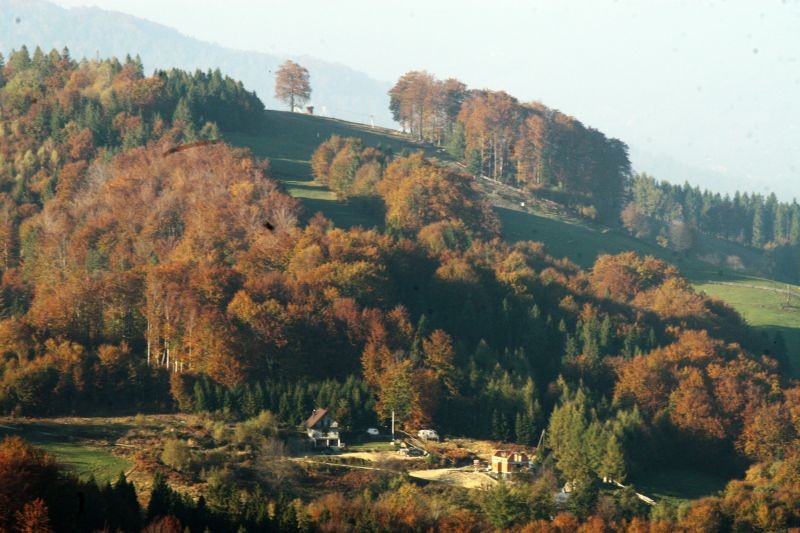 Pozostałe, Góralskie lasy