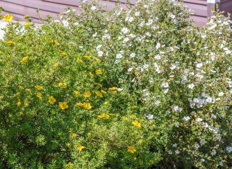 jak ciąć pięciornik krzewiasty