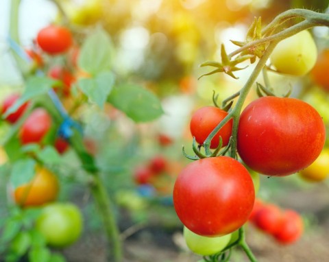 Domowy nawóz do pomidorów. Dostarcza krzaczkom zestaw składników odżywczych