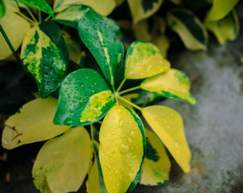 Co zrobić, gdy fikus benjamina traci liście? Prosty sposób na uratowanie rośliny