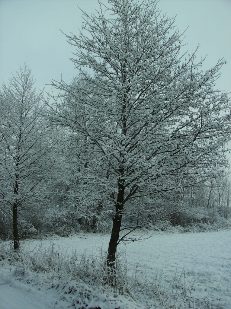 Pozostałe, MROŻNA ZIMA 2012 r.