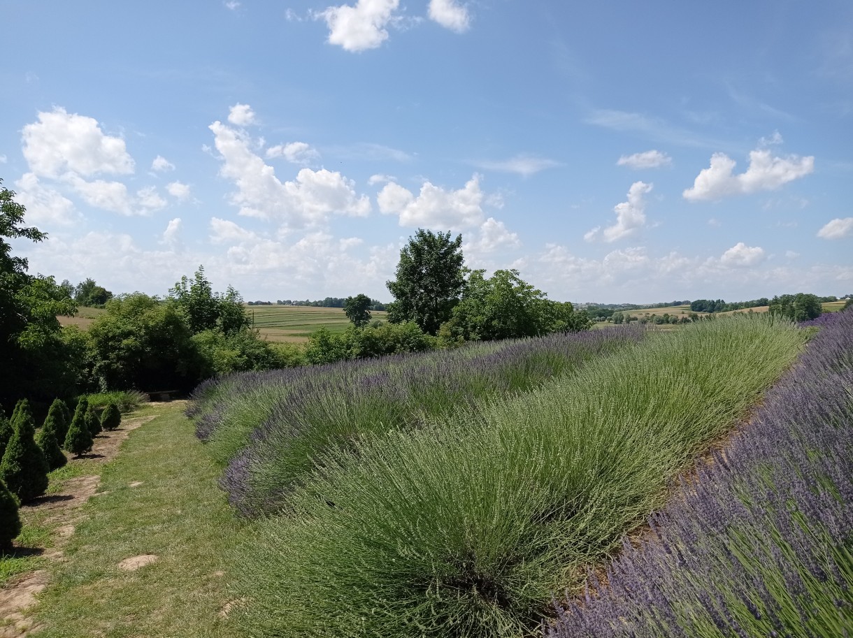 Rośliny, Ogród pełen lawendy