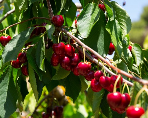 Czereśnie bez robaków. Zrób bezpieczny, naturalny oprysk, który nie zaszkodzi owocom
