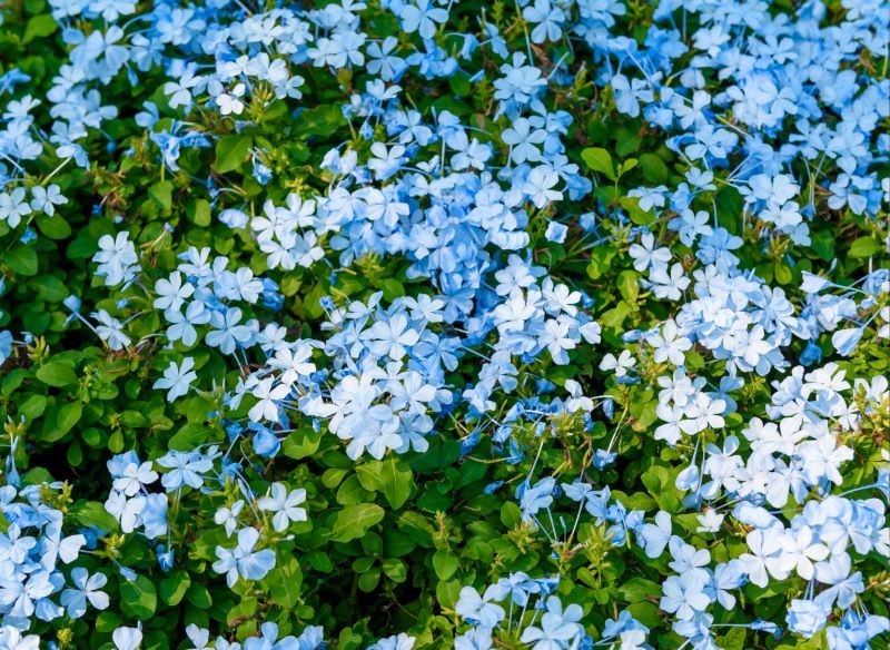 Plumbago auriculata obficie kwitnie, gdy jest systematycznie nawożone.