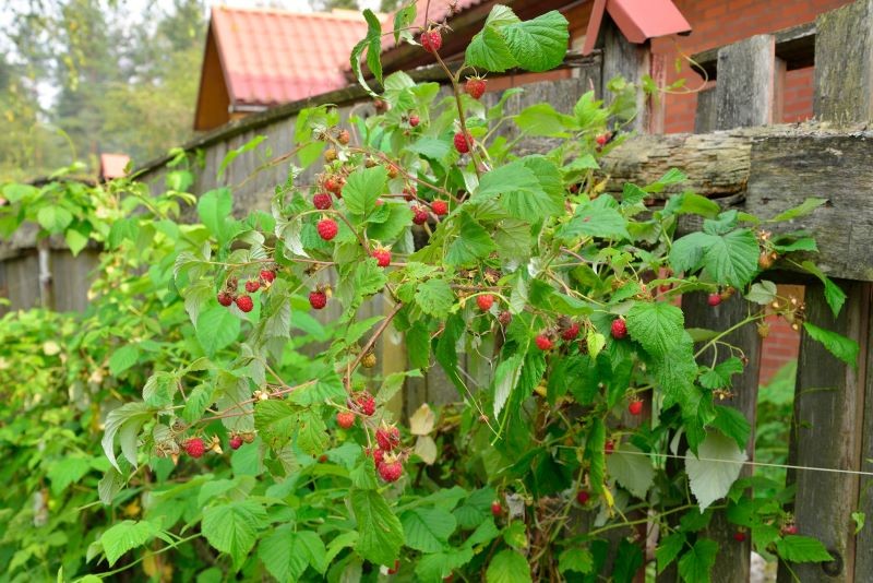 Odpowiednie nawożenie pobudzi maliny do obfitego owocowania w sezonie.