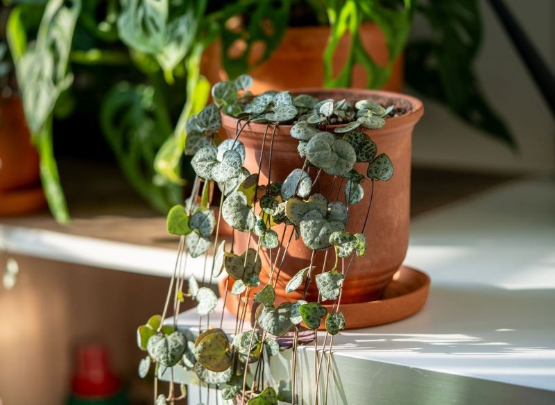 Lampion chiński ma srebrzyste liście.