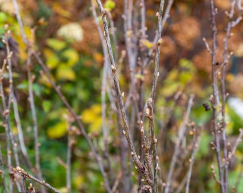 Zimowe cięcie porzeczek – kiedy najlepiej to robić? Technika, która podwaja plonowanie