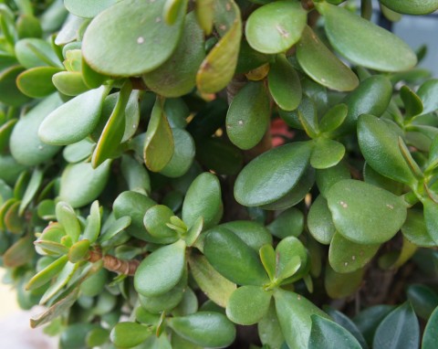 Grubosz drzewiasty (Crassula arborescens)