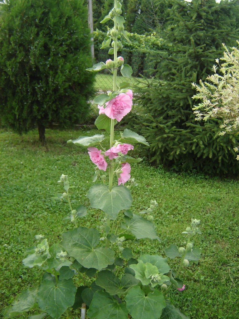 Pozostałe, kilka fotek,,,,,, - zakwitła...:))