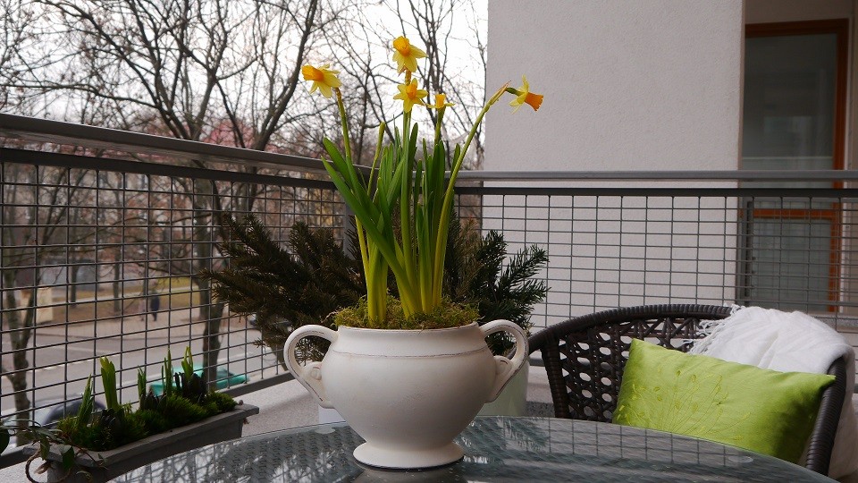 Pozostałe, Przedwiośnie - Na balkon pomału wprowadza się wiosna. Chociaż donice mają jeszcze zimowy wystrój