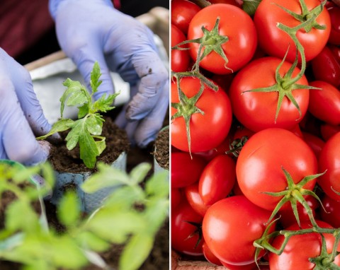 Pikowanie pomidorów. Jak to robić krok po kroku