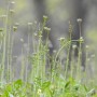 Leśne klimaty, WIOSENNY PORANEK