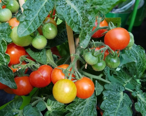 Te pomidory owocują kilogramami w gronach jak porzeczki. Uprawa i pielęgnacja pomiarów Pokusa