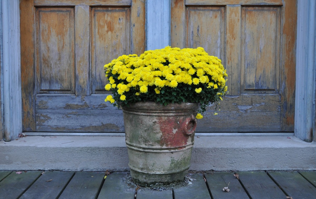 Pozostałe, Złocienie/ Chryzantemy