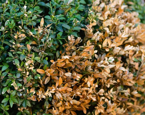 Ćma bukszpanowa znów żeruje – 4 naturalne sposoby, które niszczą szkodnika