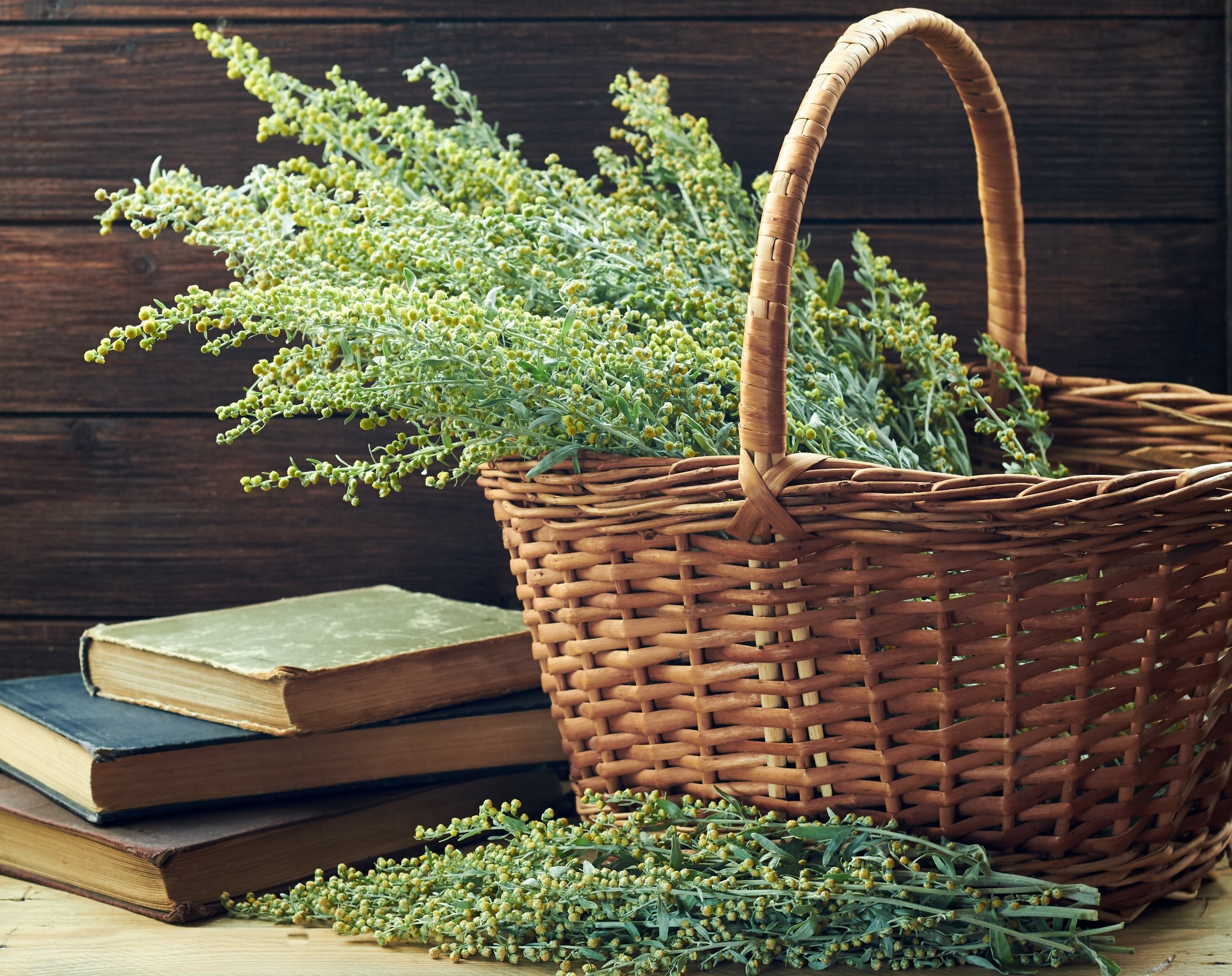 piołun właściwości