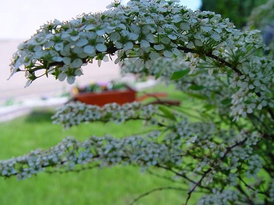 Ogród, migawki z ogrodu