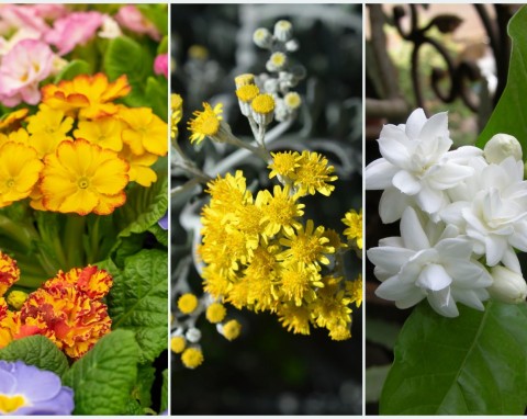 Jakie kwiaty doniczkowe kwitną zimą? Poznaj 3 zimowe rośliny, które warto wybrać do domu