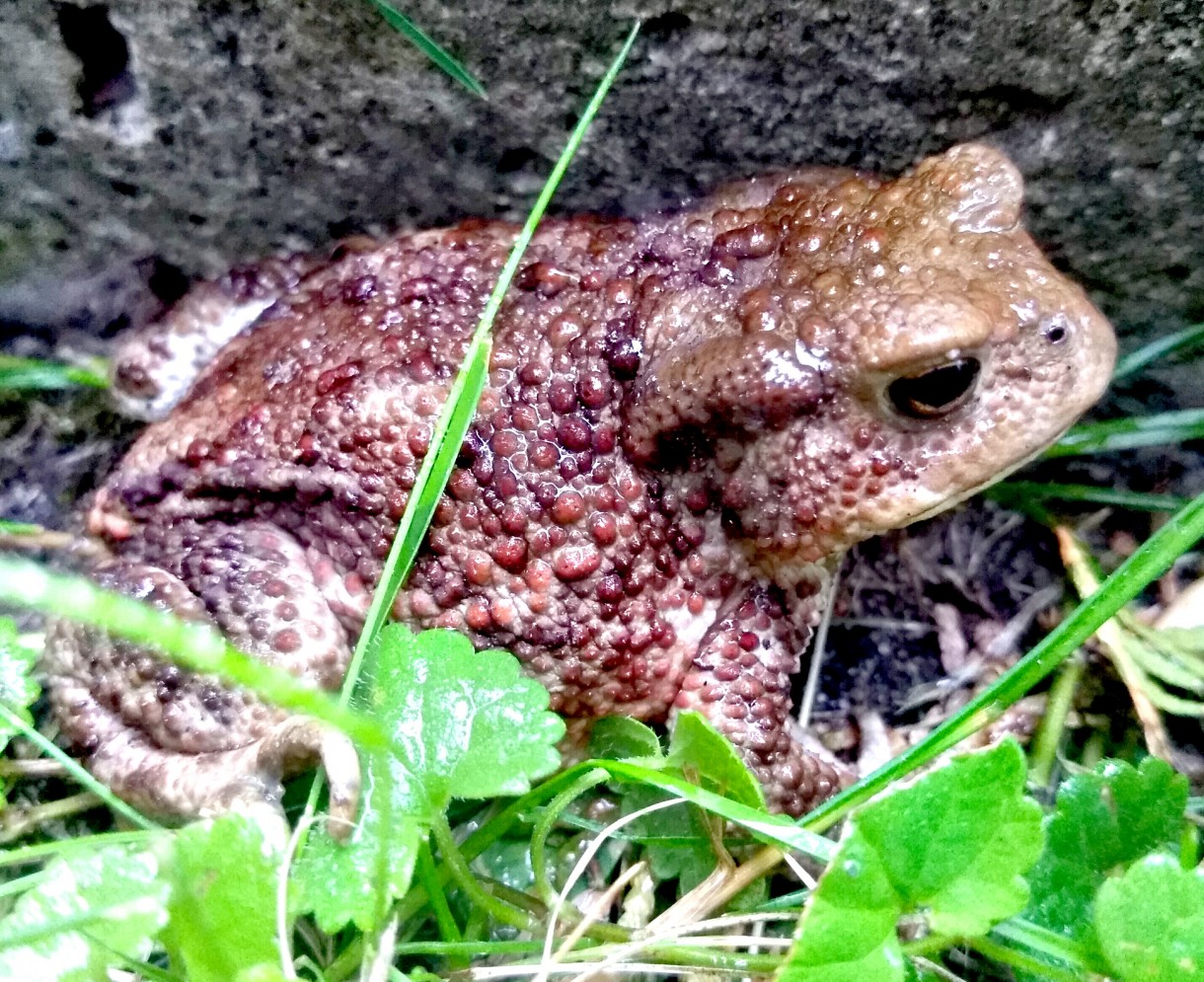 Leśne klimaty, Natura