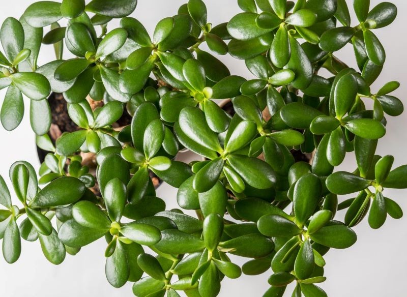 Grubosz jest jedną z roślin, która ma przyciągać do domu szczęście i spokój.