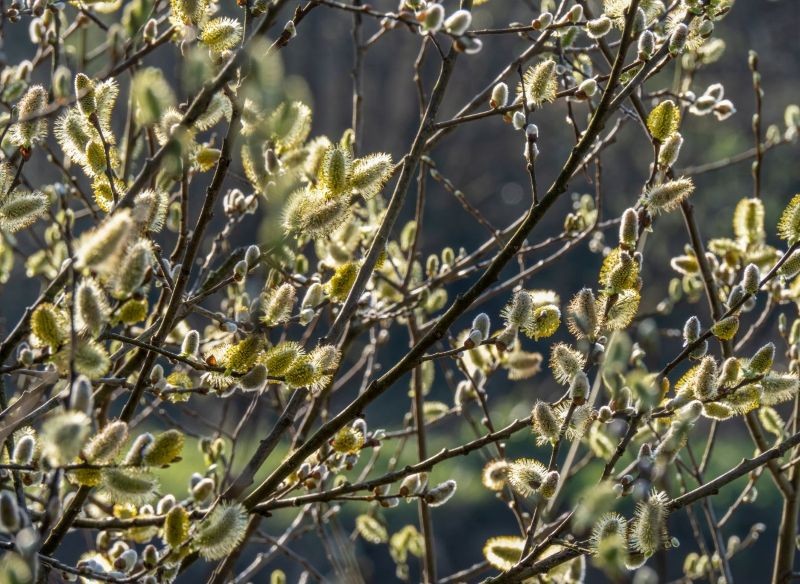 Wierzba zawiera hormony roślinne, dzięki czemu jest znakomitym ukorzeniaczem.