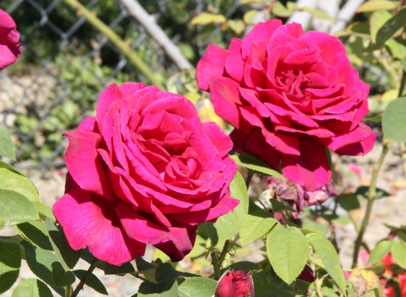 przycinanie róż wielkokwiatowych