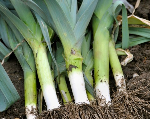 Sprawdzone sposoby na zimowanie porów. W gruncie i "pod dachem"