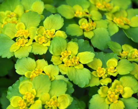 Posadź pod drzewami i tam, gdzie są brzydkie miejsca w ogrodzie. Kwitnie już w lutym